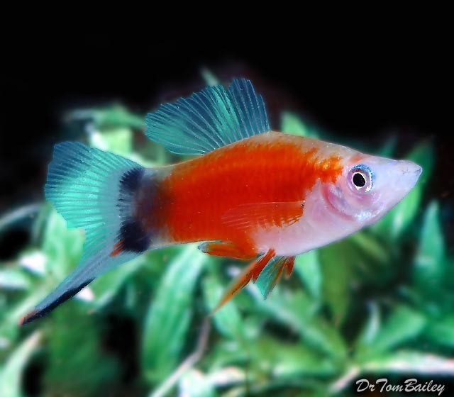 Premium Rare Red &amp; White Mickey Mouse Swordtail