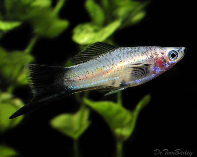 Premium Rare Oreo Swordtail