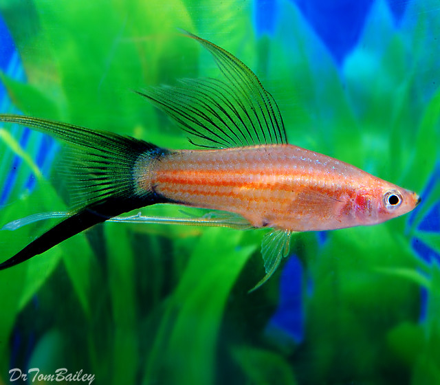 Premium New and Rare, Assorted Lyretail Swordtails