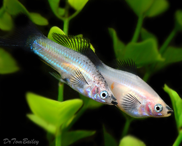 Premium New, Rare Panda Swordtail