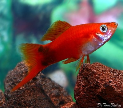 Premium MALE Red Mickey Mouse Swordtail