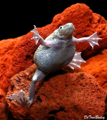 Premium FEMALE Breeder Dwarf Frog