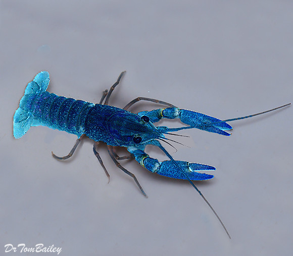 Premium Blue Lobster