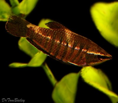 Premium Rare Samurai Gourami