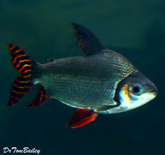 Premium WILD, Rare Redfin Prochilodus, Semaprochilodus taeniurus