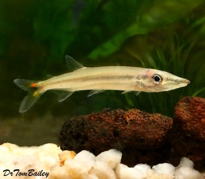 Premium New and Rare, WILD, Freshwater Red Tail Barracuda