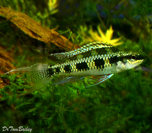 Premium Lyretail Checkerboard Cichlid