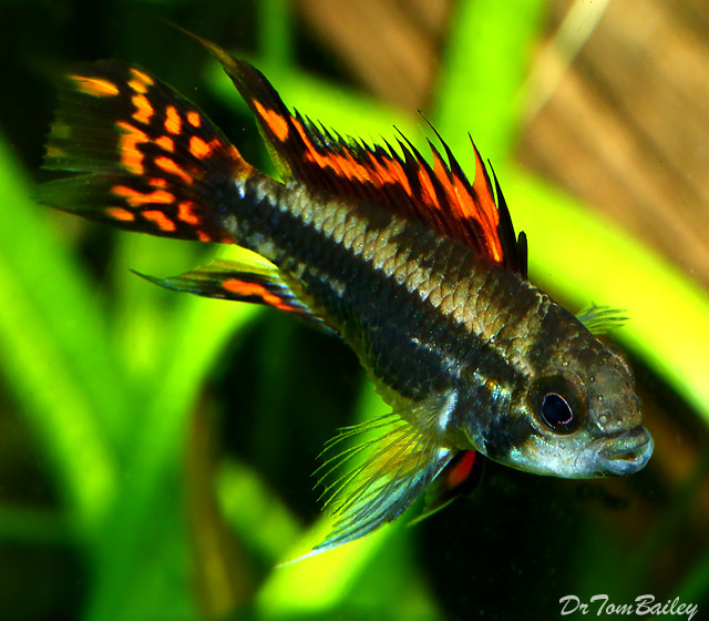 Premium Apistogramma Cacatoides Dwarf Cichlid