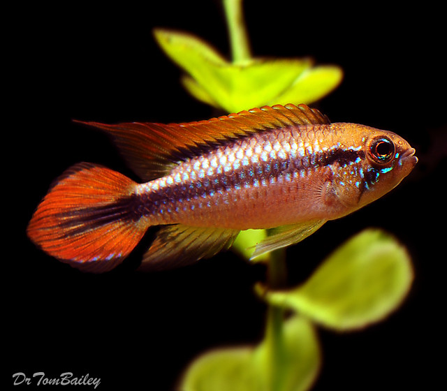 Premium New Double Red Agassizii Dwarf Cichlid