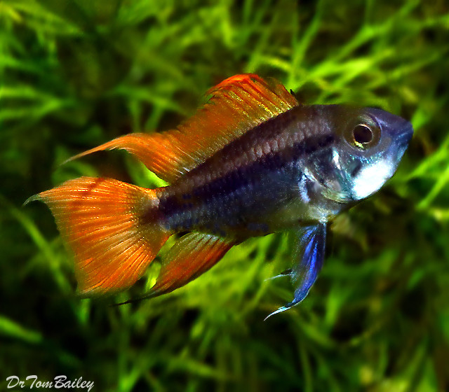 Premium New Apistogramma Cacatuoides Cichlid, Orange Flash
