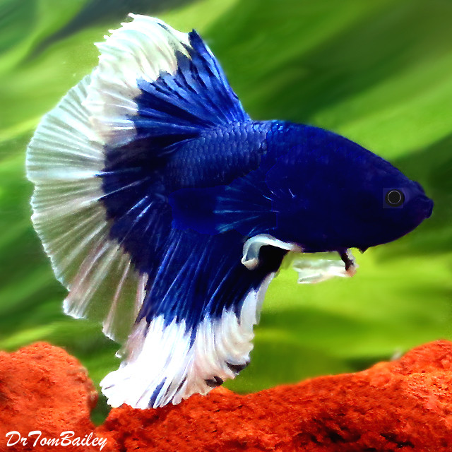 Premium MALE Show Butterfly Halfmoon Betta Fish