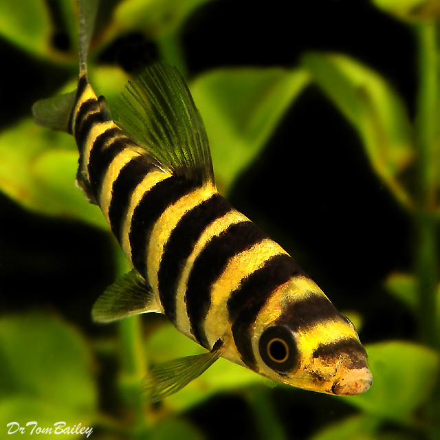 Premium Leporinus Fasciatus