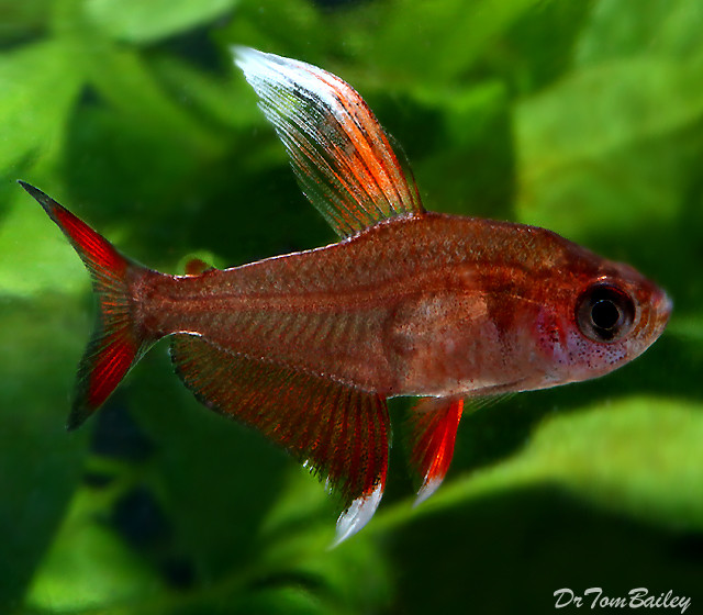 Premium Rare Candy Cane Tetra