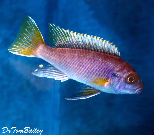 Premium Yellowtail Acei Mbuna Cichlid from Lake Malawi, on SALE - was $6.99