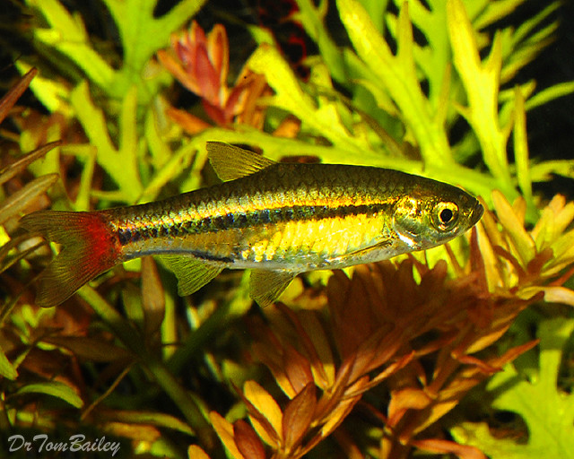 Premium Brilliant Rasbora, Rasbora einthovenii