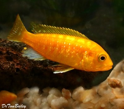 BABY Solid Electric Yellow Cichlid from Lake Malawi, born here.