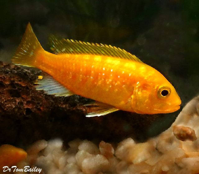 Premium, Lake Malawi, Solid Electric Yellow Cichlid