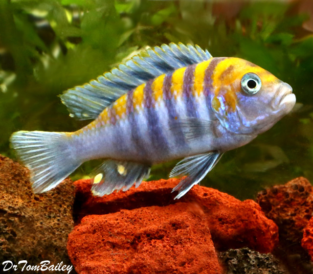 Premium Clown Afra Cobue Mbuna Cichlid