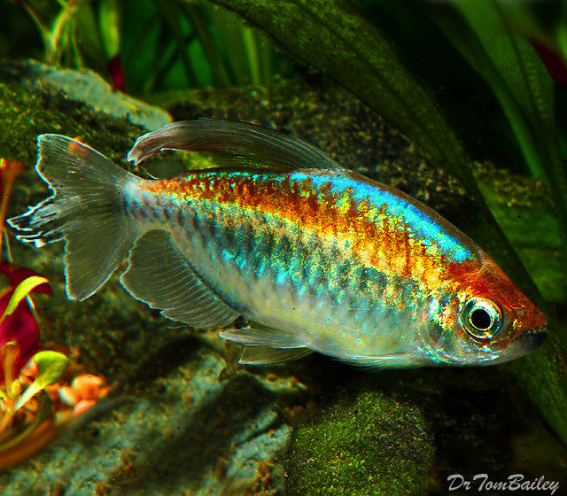 Premium Congo Tetra, on SALE