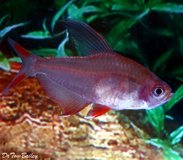 Premium Rosy Red Tetra