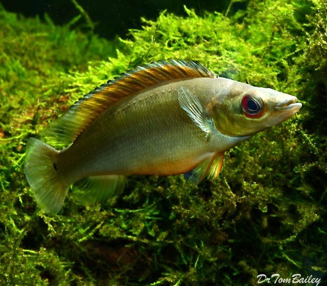 Premium Unidentified Pike Cichlid
