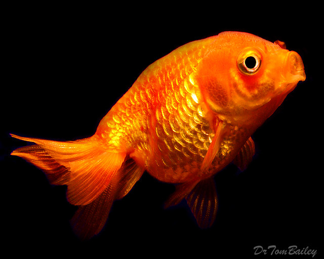 Premium Red Lionhead Goldfish