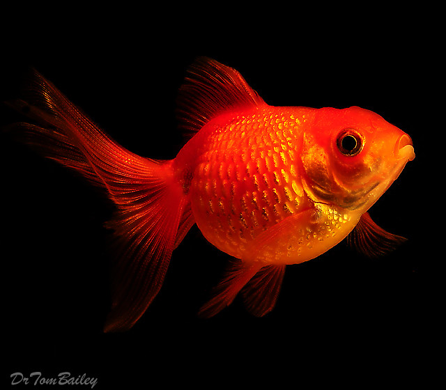 Premium Pearscale Goldfish