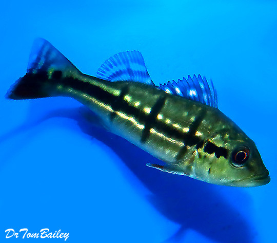 Premium Temensis Peacock Bass Cichlid, can grow to be very large.