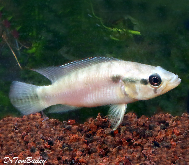 Premium Rare WILD, Pike Cichlid