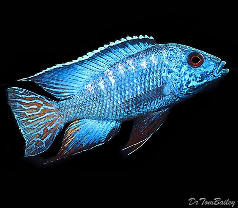Premium Lake Malawi Flametail Peacock Cichlid