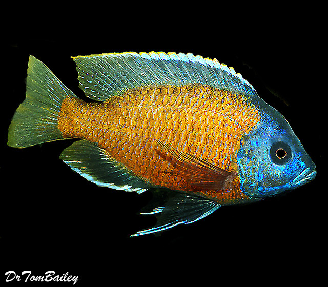 Premium Lake Malawi Borleyi Hap Cichlid