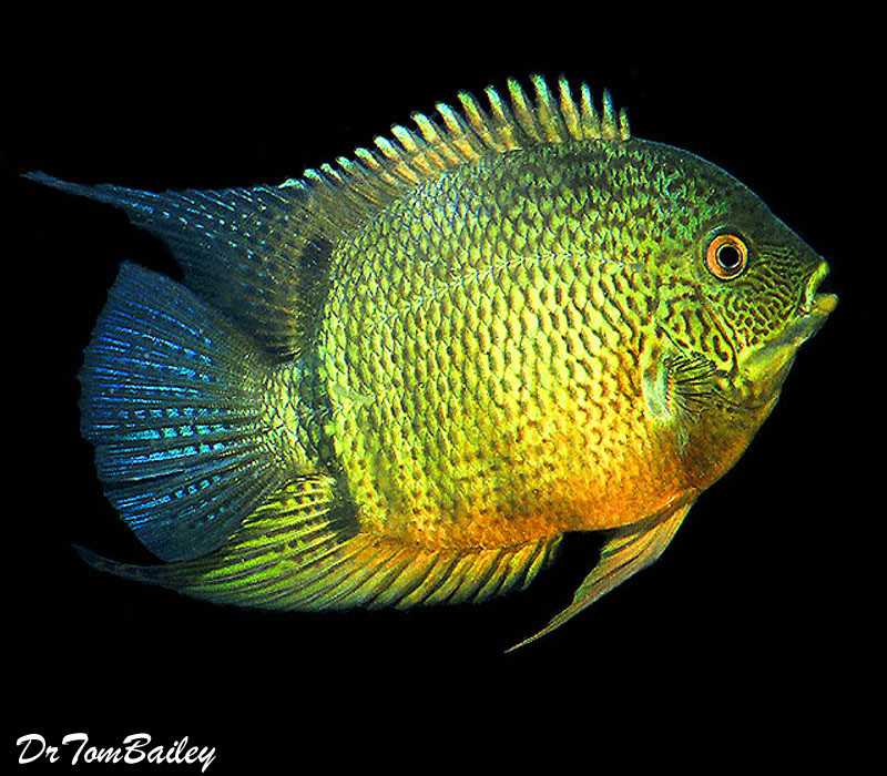 Premium Green Severum Cichlid