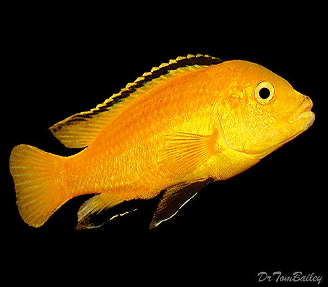 Premium Lake Malawi Electric Yellow, non-Mbuna African Cichlid, Labidochromis caeruleus