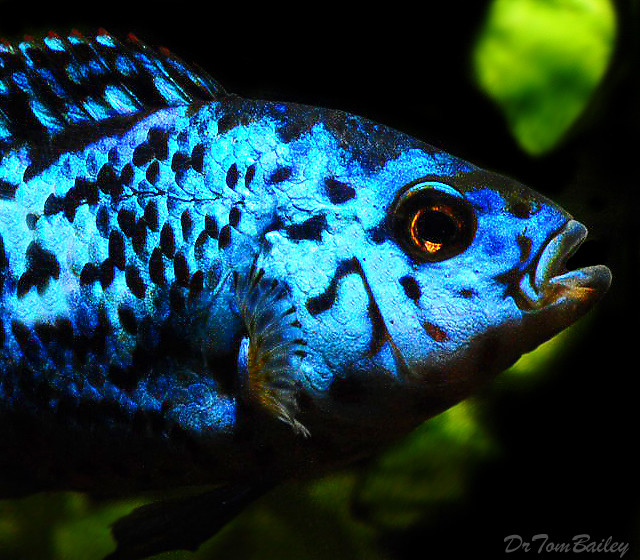 Premium Rather Rare Electric Blue Jack Dempsey
