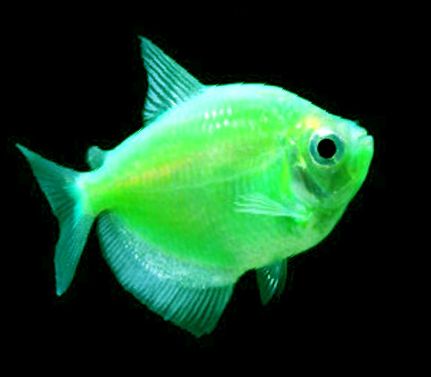 Premium Electric Very-Green GloFish Tetra