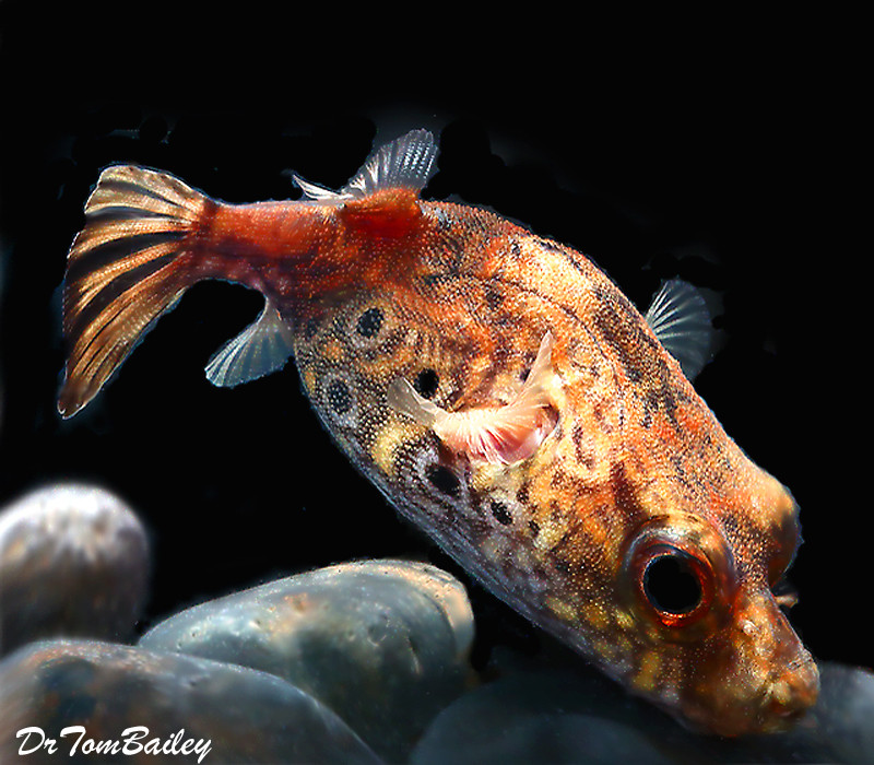Premium WILD and Rare Freshwater King Kong Pufferfish