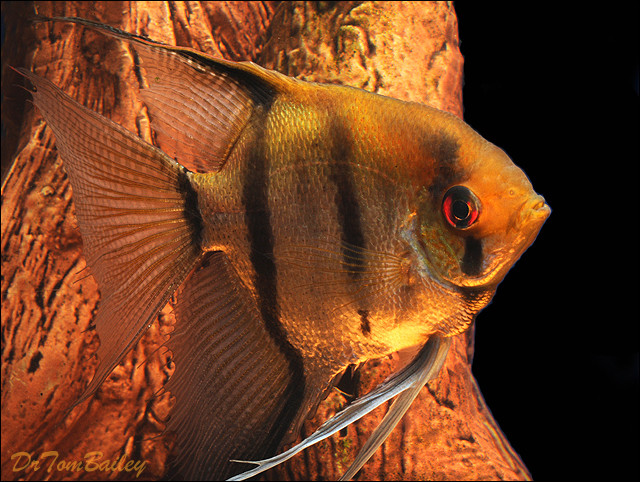 Premium Silver Angelfish