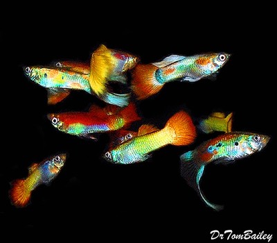 Fancy MALE Guppies in Assorted Colors, for SALE