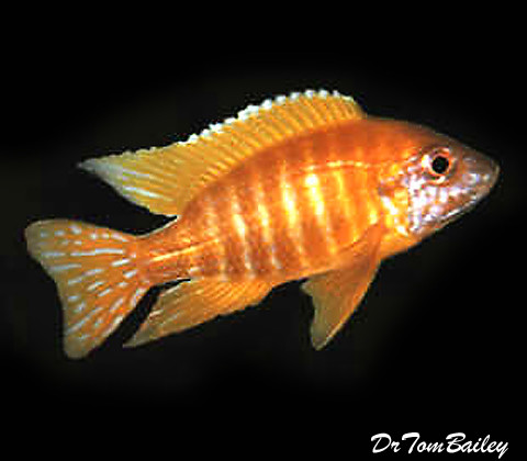 Premium Lake Malawi Sunshine Peacock Cichlid