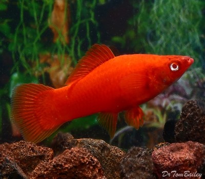 Premium Red-Eye Red Swordtail, all females, on SALE, mostly pregnant.