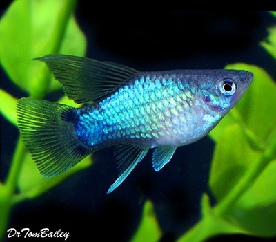 Premium Assorted Hifin Platys