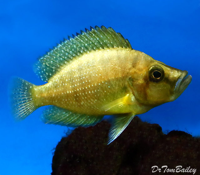 Premium Rare Wild Lake Tanganyika Gold Head Altolamprologus Compressiceps Cichlid