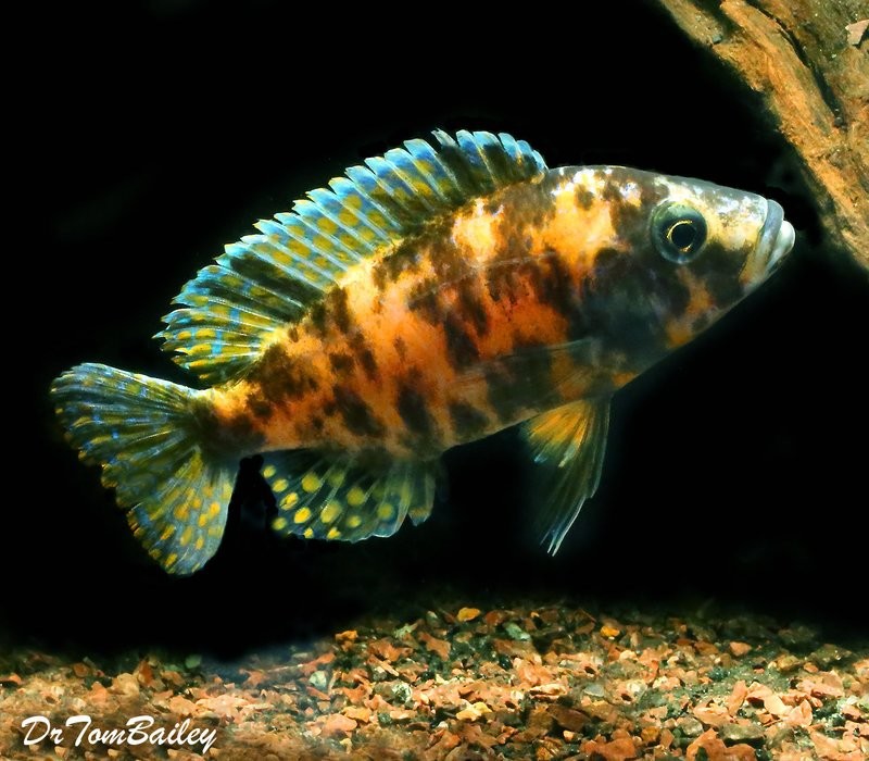 Premium MALE Lake Malawi OB Peacock, on SALE - was $38.99
