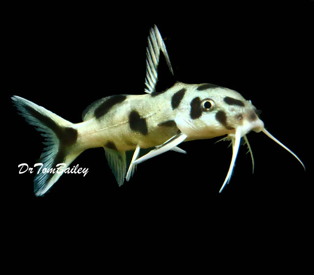 Premium Rare Synodontis Polli Catfish