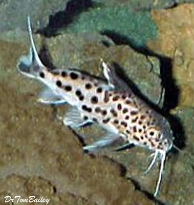 Premium Rare Lake Malawi, Synodontis Njassae Catfish
