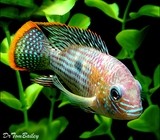 Premium Green Terror Cichlid from Ecuador and Peru in South America