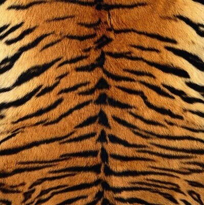 Real Tiger