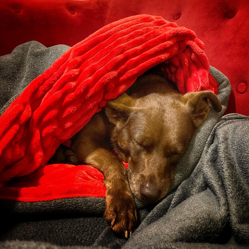 Binnen-Büddel // Fleece Hellgrau Dunkelgrau Melange mit Plüsch Rot // Modell REY Binnen-Büddel // Fleece Hellgrau Dunkelgrau Melange mit Plüsch Rot // Modell REY