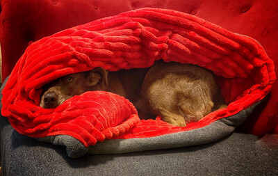 BINNEN-BÜDDEL  // Hundeschlafsack Fleece Dunkelgrau Melange mit Streifenplüsch Rot (Modell REY) // Größe XL versandfertig auf Lager
