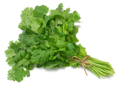 Cilantro